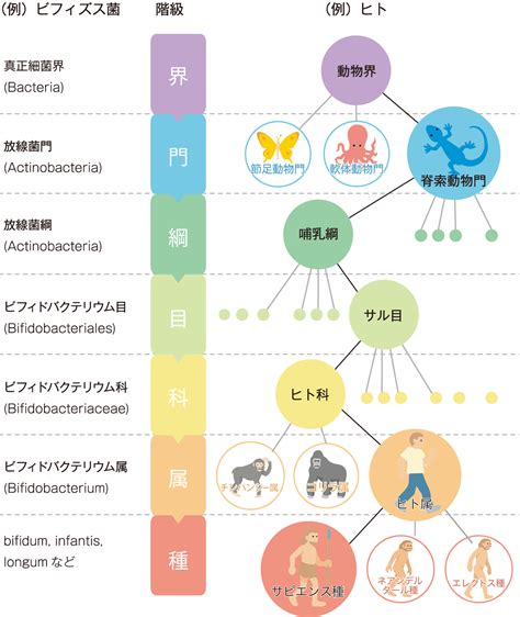 界門綱目科屬種查詢|分類階元